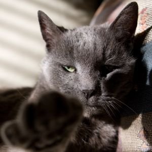 Gaby the Cat by Denver Photographer Soko Photo